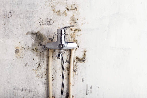 Trusted Cynthiana, KY Mold Removal Experts